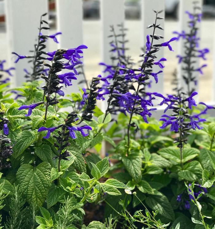 'Black and Blue;' Anise Sage - Salvia guaranitica from Miller Landscaping Supply