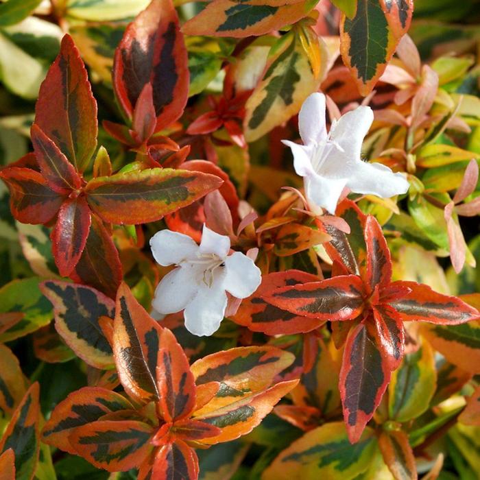 'Kaleidoscope' Glossy Abelia - Abelia x grandiflora from Miller Landscaping Supply