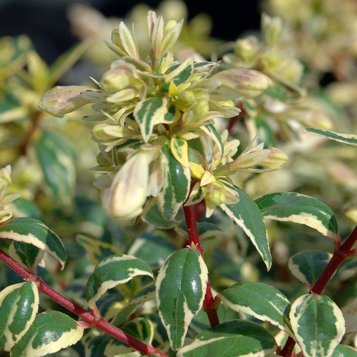 Suntastic™ 'Radiance' - Abelia x grandiflora (Glossy Abelia) from Miller Landscaping Supply