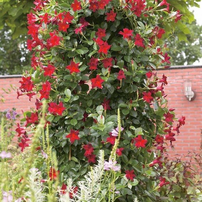 Sun Parasol® Original 'Dark Red' - Mandevilla from Miller Landscaping Supply