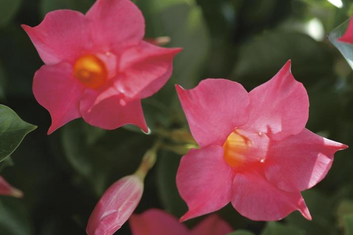 Sun Parasol® Original Pink - Mandevilla from Miller Landscaping Supply