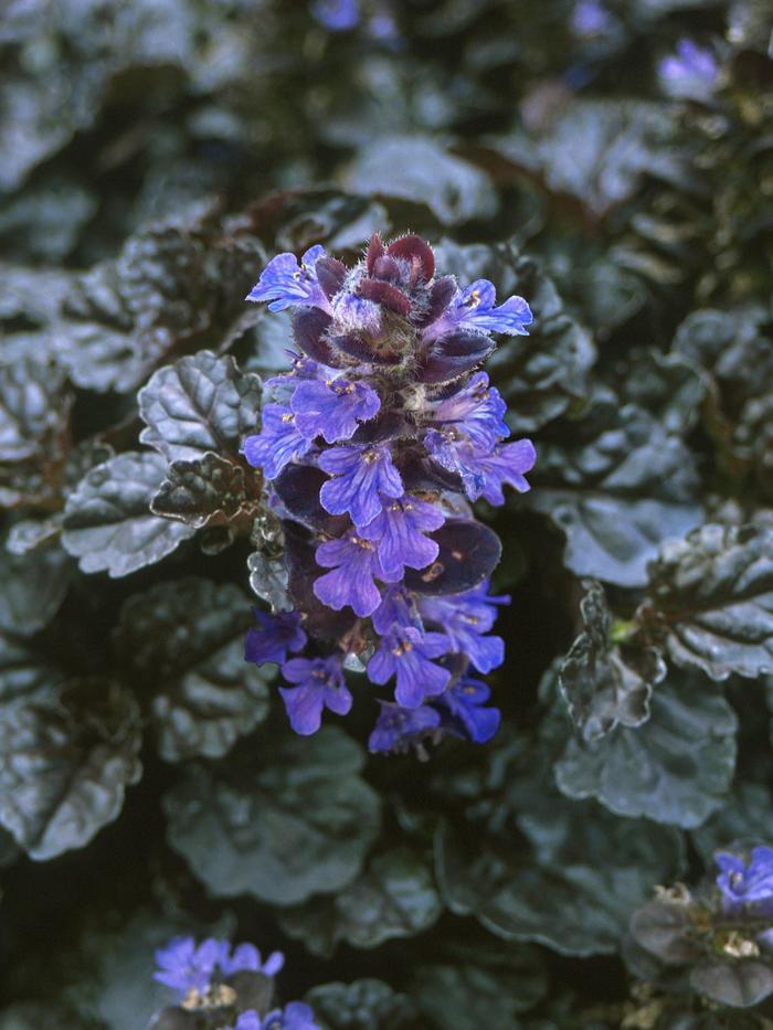 Walberton's® 'Black Scallop' - Ajuga reptans (Bugleweed) from Miller Landscaping Supply