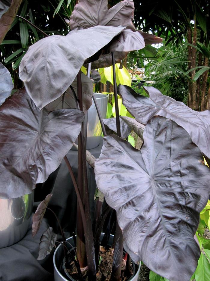 Royal Hawaiian® 'Black Coral' - Colocasia esculenta (Elephant's Ear) from Miller Landscaping Supply