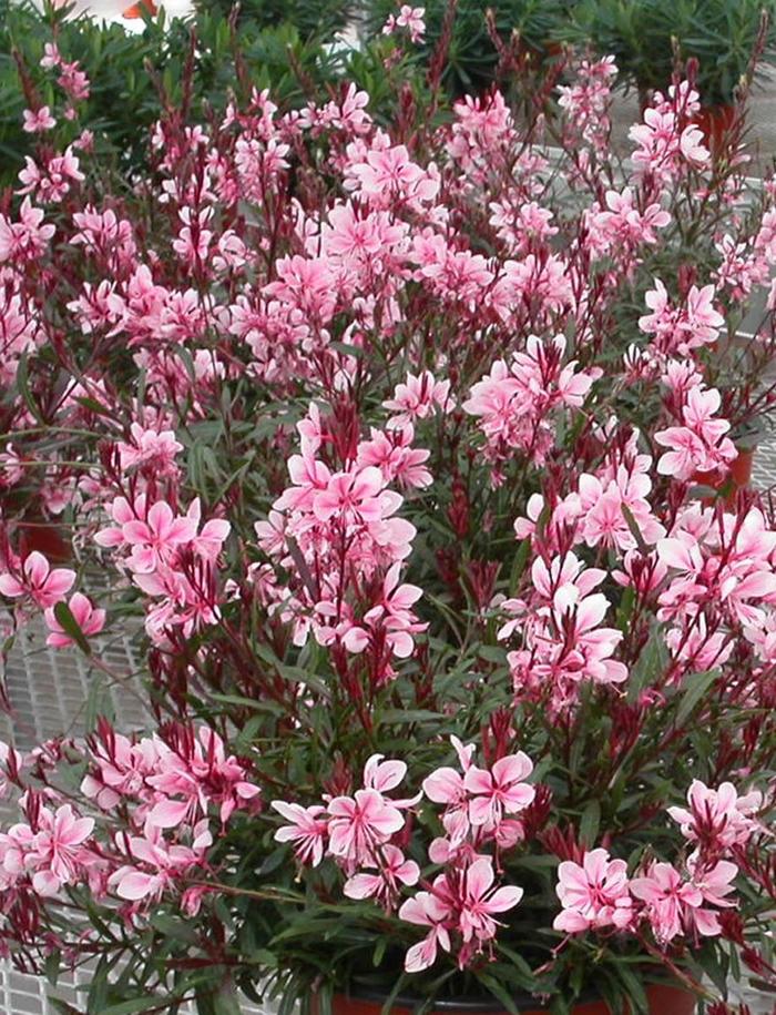 'Passionate Blush™' - Gaura lindheimeri from Miller Landscaping Supply