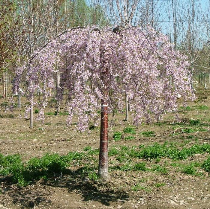 'Pink Snow Showers™' Weeping Cherry - Prunus from Miller Landscaping Supply