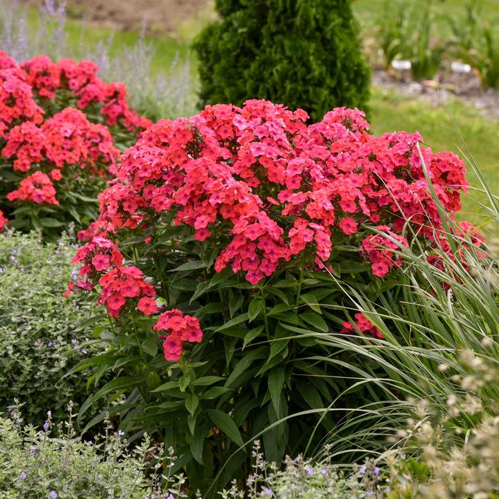 Luminary™ 'Sunset Coral' - Phlox paniculata (Garden Phlox) from Miller Landscaping Supply