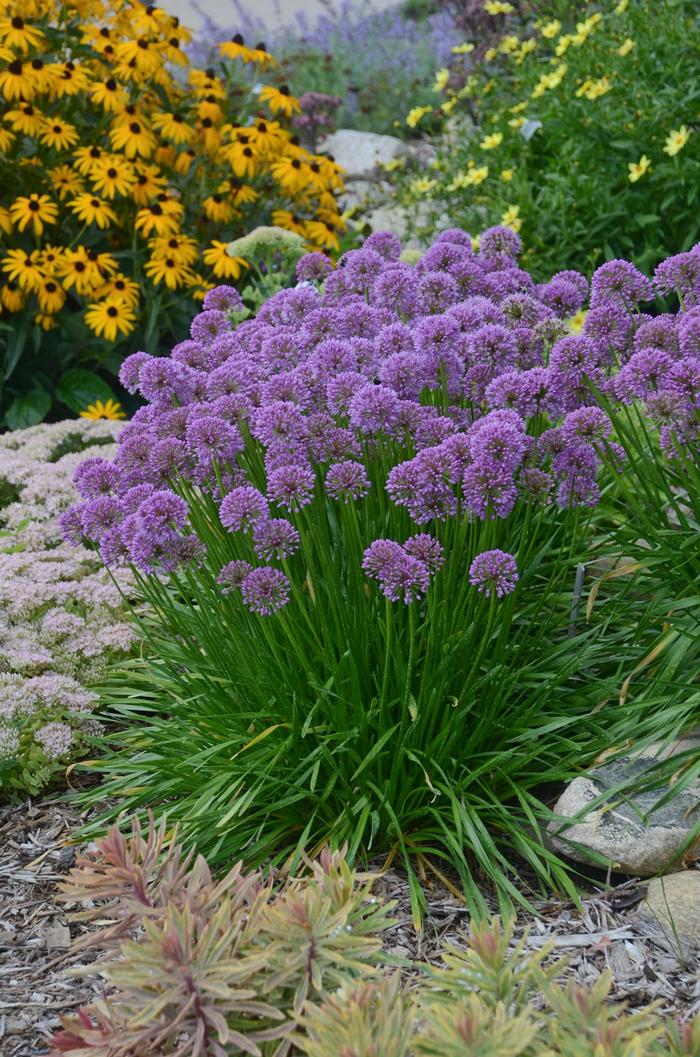 Ornamental Onion - Allium from Miller Landscaping Supply