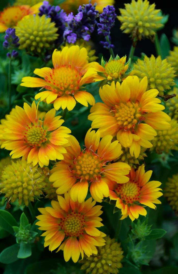 'Arizona Apricot' Blanket Flower - Gaillardia aristata from Miller Landscaping Supply