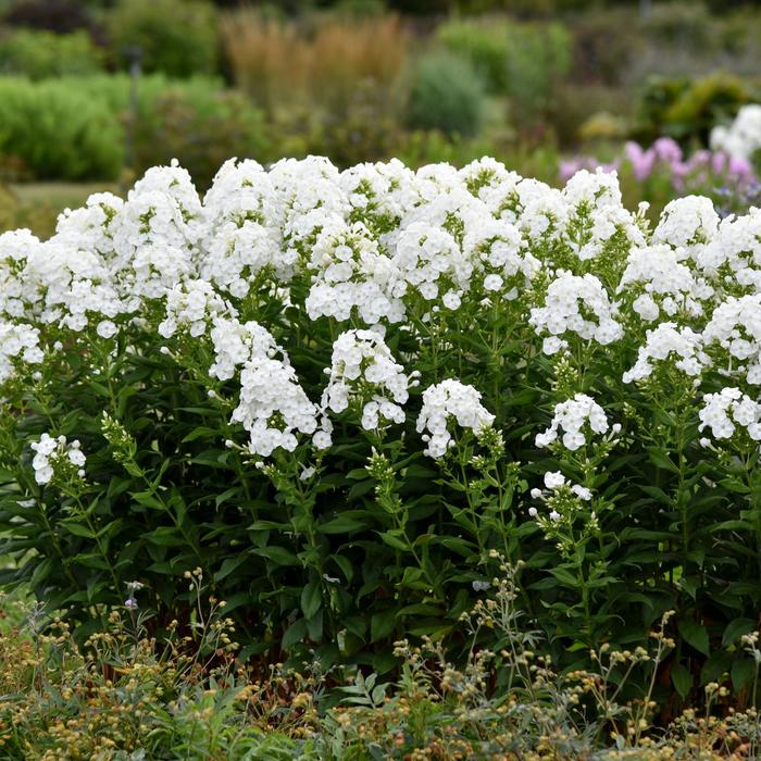Luminary™ 'Backlight' - Phlox paniculata from Miller Landscaping Supply