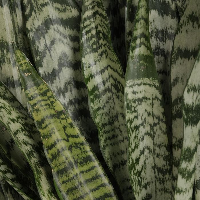 'Zeylanica' Snake Plant - Sansevieria trifasciata from Miller Landscaping Supply