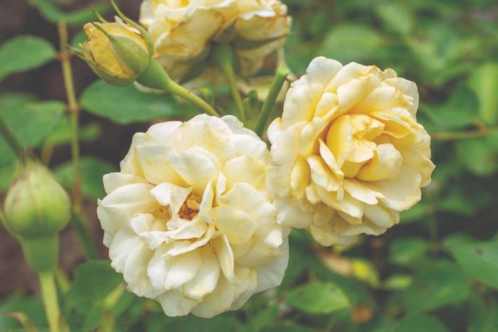 'Buttercream Drift®' Rose - Rosa from Miller Landscaping Supply