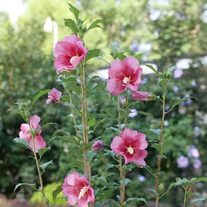 Red Pillar® Rose of Sharon - Hibiscus syriacus from Miller Landscaping Supply