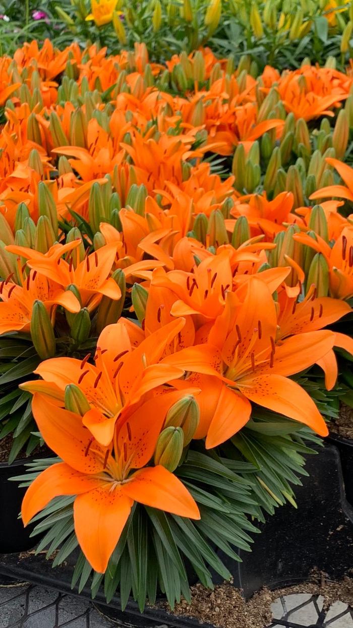 Lily Looks 'Tiny Invader' - Lilium asiaticum (Asiatic Lily) from Miller Landscaping Supply