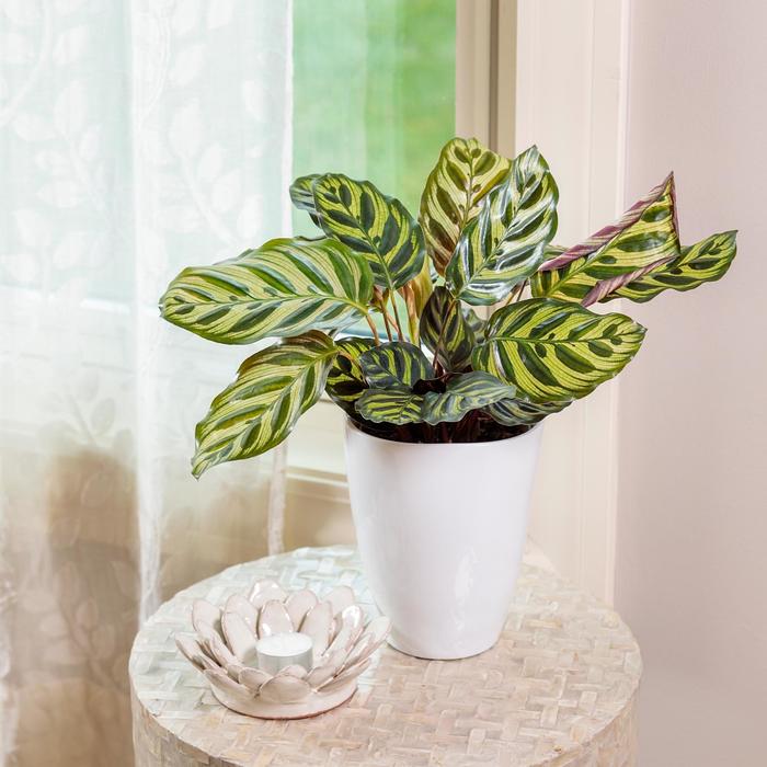 Color Full® 'Peacock' Prayer Plant - Calathea makoyana from Miller Landscaping Supply