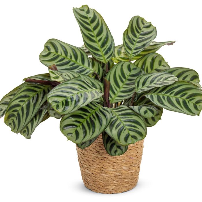 Sweet Dreams™ 'Burle-marxii' (Amagris) - Ctenanthe burle-marxii from Miller Landscaping Supply