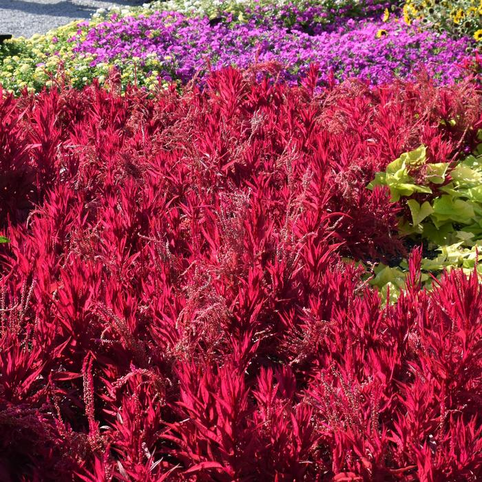 'Dragon's Breath' Cockscomb - Celosia argentea pulmosa from Miller Landscaping Supply