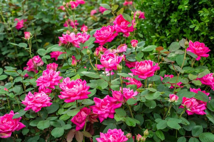 Knock Out® Pink Double - Rosa (Shrub Rose) from Miller Landscaping Supply