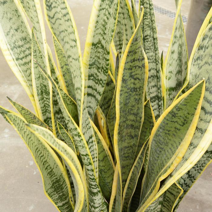 Snake Plant - Sansevieria laurentii COPY from Miller Landscaping Supply
