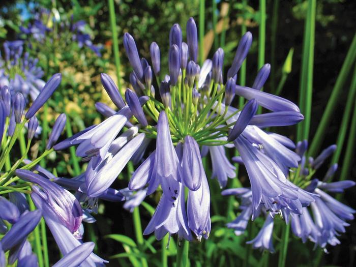 Lily of the Nile - Agapanthus praecox (African Lily) from Miller Landscaping Supply