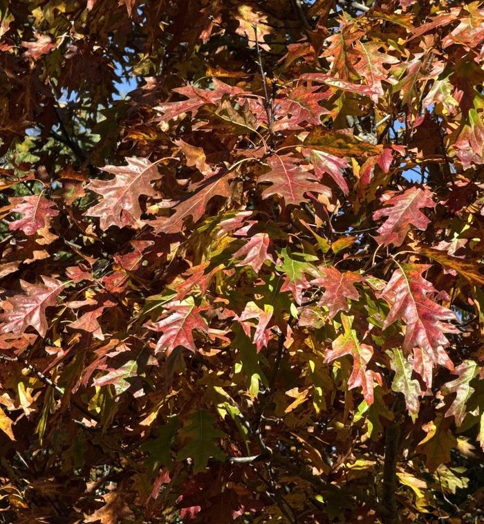 Northern Red Oak - Quercus rubra from Miller Landscaping Supply