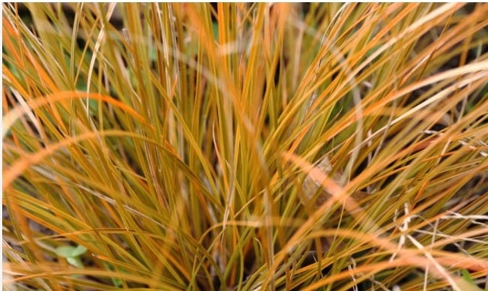 Prairie Fire - Carex 'Grass' from Miller Landscaping Supply