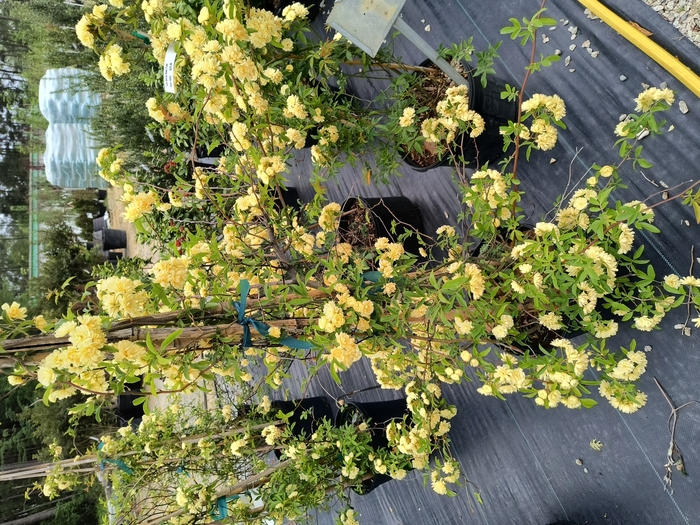Lady Banks Rose - Rosa banksiae from Miller Landscaping Supply