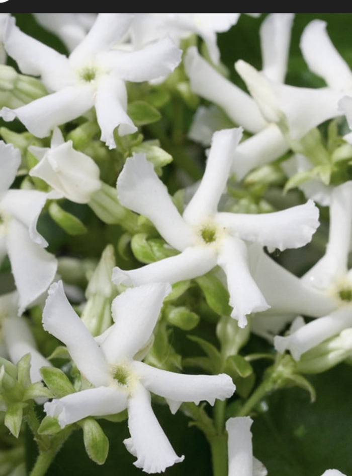 Confederate Jasmine - Trachelospermum jasminoides from Miller Landscaping Supply