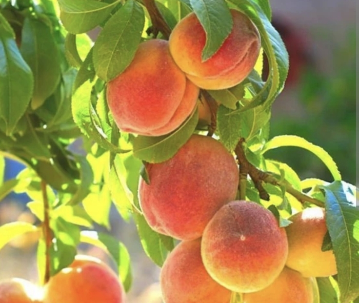 Belle of Georgia - Prunus persica 'Peach' from Miller Landscaping Supply