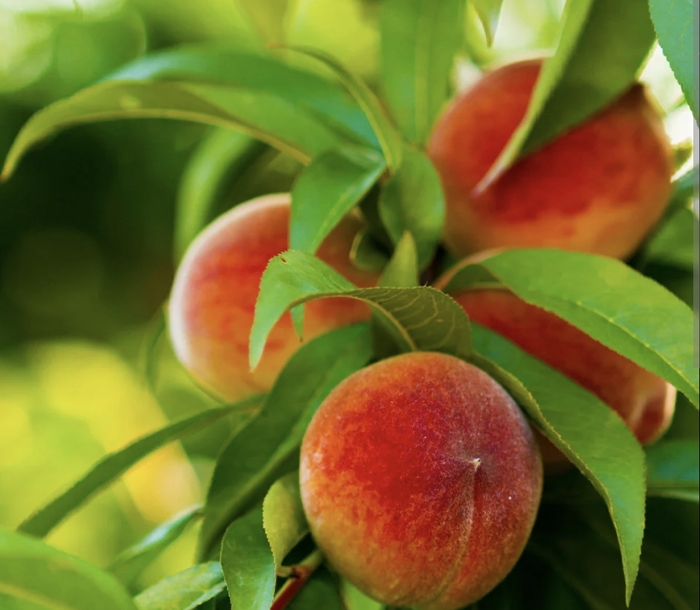 Elberta - Prunus persica 'Peach' from Miller Landscaping Supply