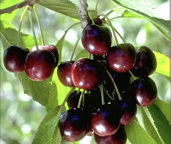 Black Tartarian - Prunus Avium 'Cherry' from Miller Landscaping Supply