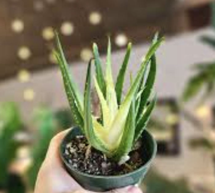 Aloe - Solor Flare Humilis COPY from Miller Landscaping Supply