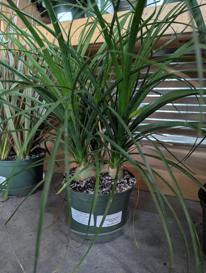 Ponytail - Beaucarnea recurvata 'Palm' from Miller Landscaping Supply