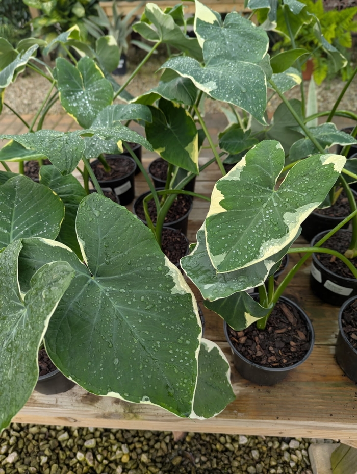 Rainbow Fantasy - Alocasia from Miller Landscaping Supply