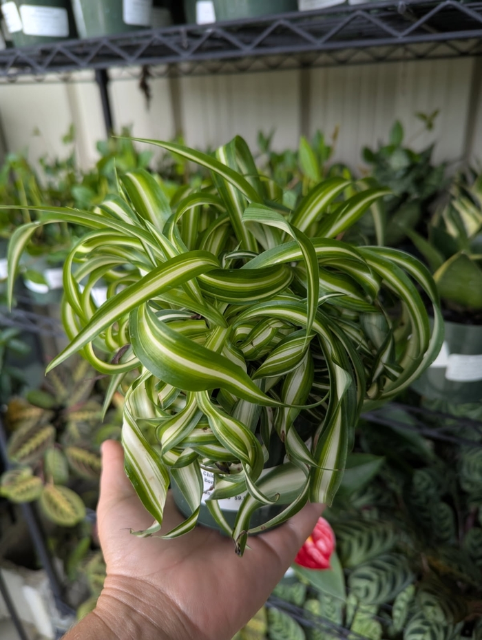 Bonnie Curly Spider Plant - Chlorophutum comosum from Miller Landscaping Supply