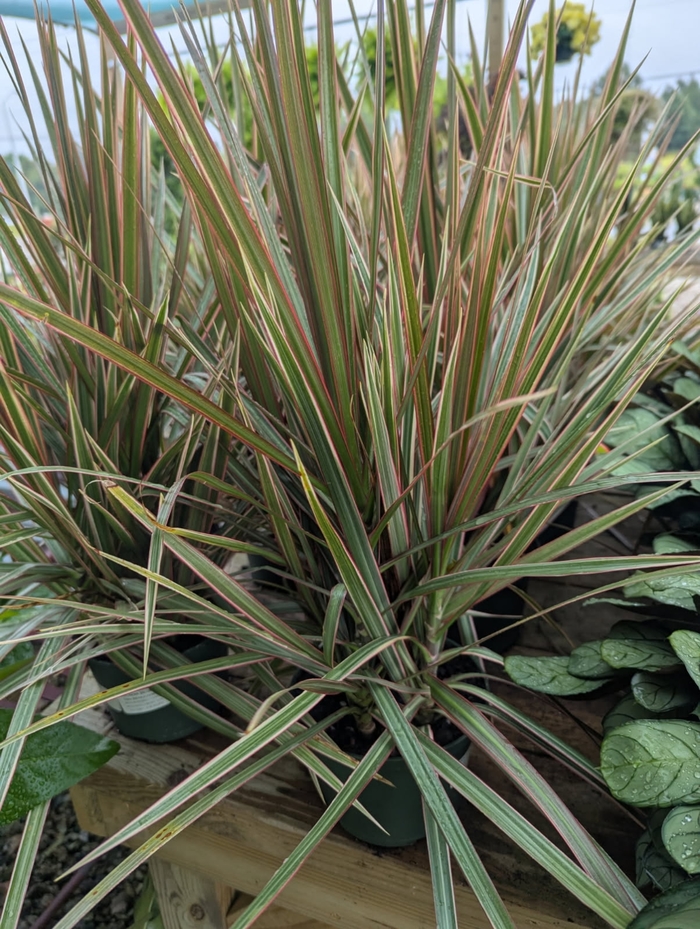 Bicolor Marginata - Dracaena marginata from Miller Landscaping Supply