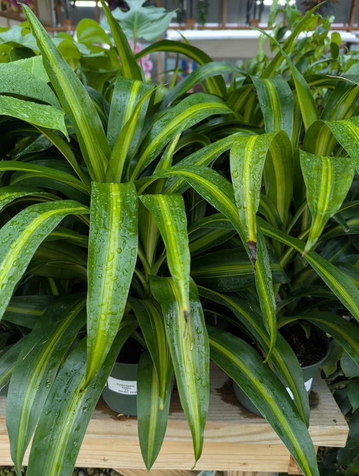 Hawaiian Sunshine - Dracaena warneckii from Miller Landscaping Supply