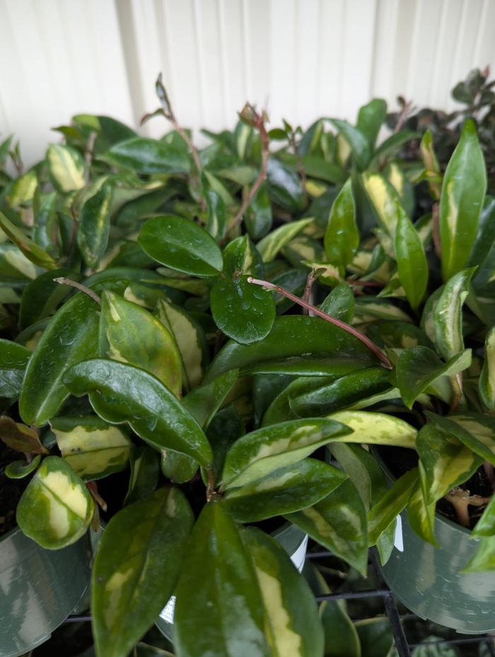 Hoya Tricolor - Hoya carnosa from Miller Landscaping Supply