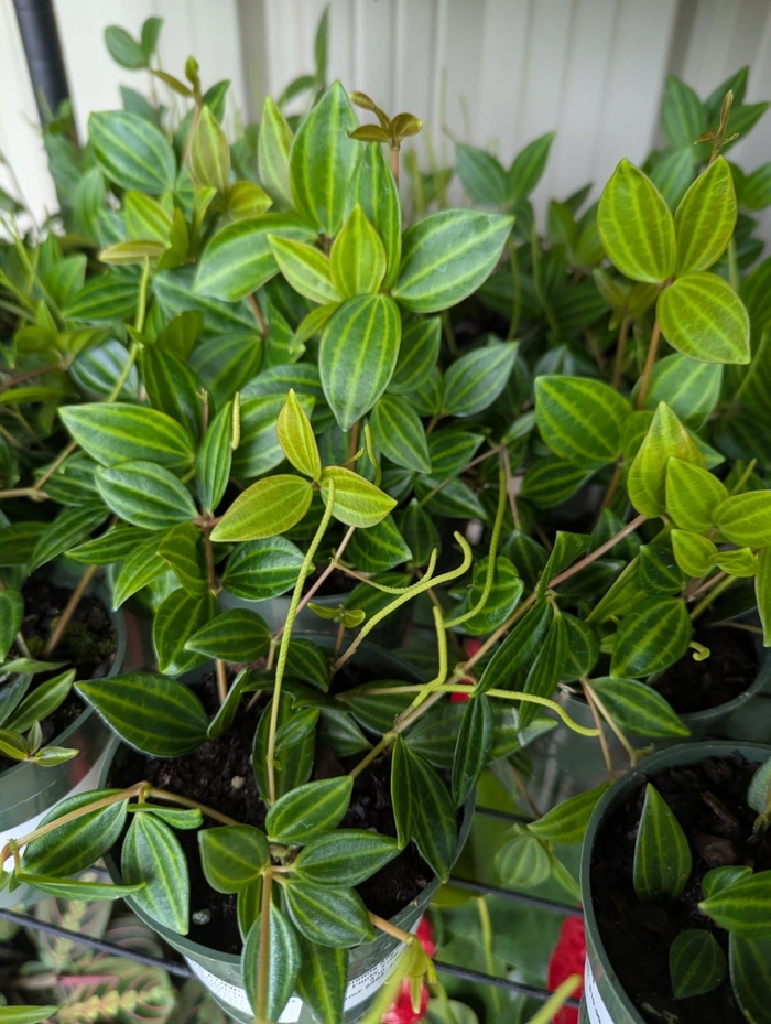 Funky Frog - Peperomia Angulate from Miller Landscaping Supply