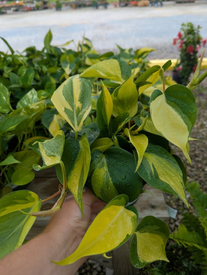 Brasil Philodendron - Philodendron hederaceum from Miller Landscaping Supply