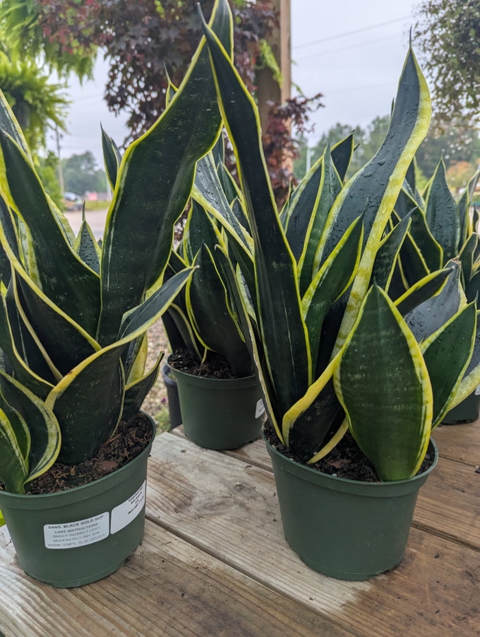 Lickety Split - Philodendron Bipinnatifidum from Miller Landscaping Supply