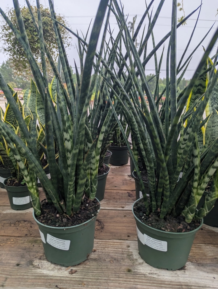 'Fernwood' Snake Plant - Sansevieria trifasciata from Miller Landscaping Supply