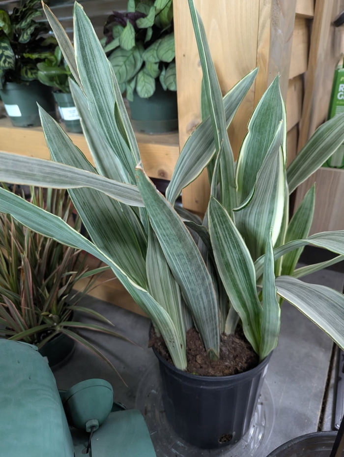 'Sayuri' Snake Plant - Sansevieria trifasciata from Miller Landscaping Supply
