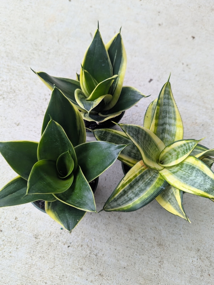 'Hahnii' Snake Plant - Sansevieria trifasciata from Miller Landscaping Supply