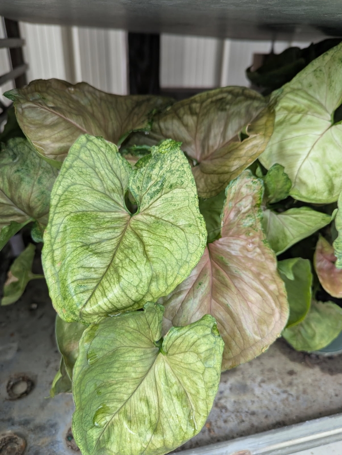 Mango Allusion - Syngonium from Miller Landscaping Supply