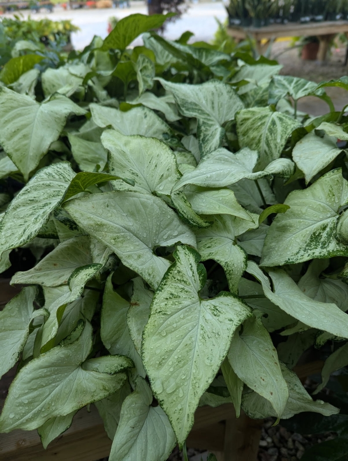 Holly Arrowhead Plant - Syngonium podophyllum from Miller Landscaping Supply