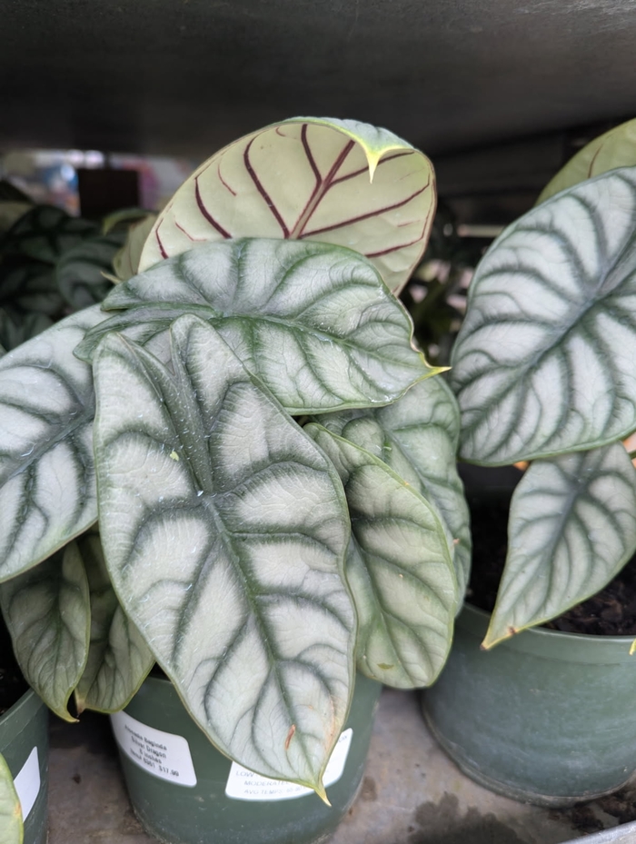 Mythic™ 'Silver Dragon' Elephant Ear - Alocasia from Miller Landscaping Supply