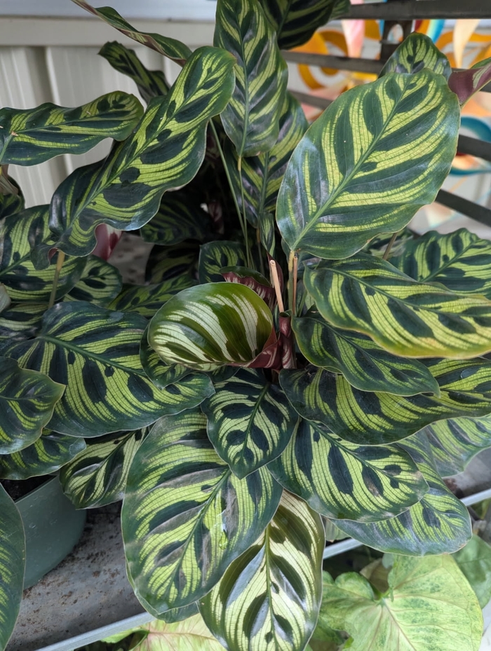 Color Full® 'Peacock' Prayer Plant - Calathea makoyana from Miller Landscaping Supply