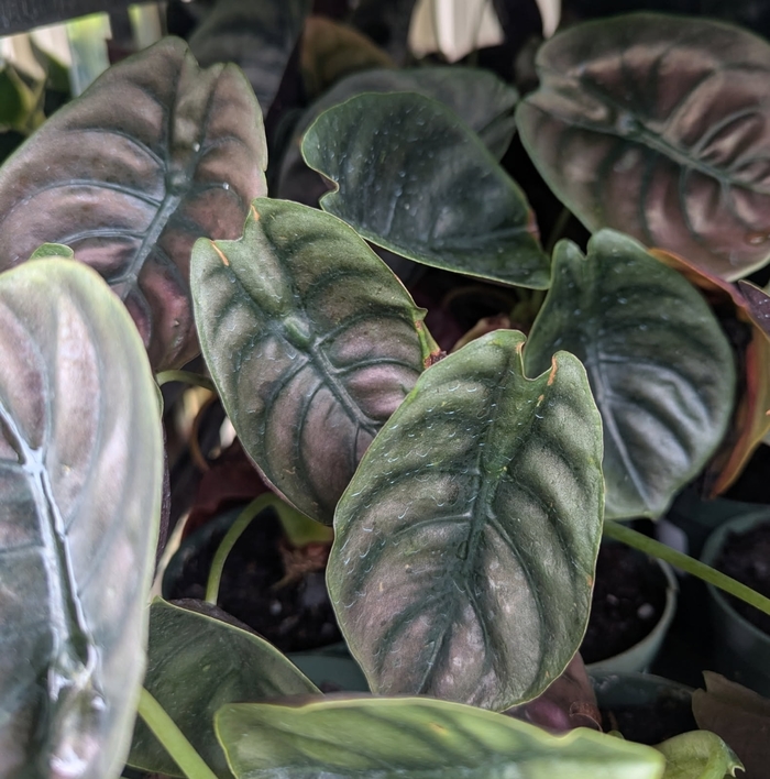 Mythic™ 'Red Secret' Elephant Ear - Alocasia cuprea from Miller Landscaping Supply