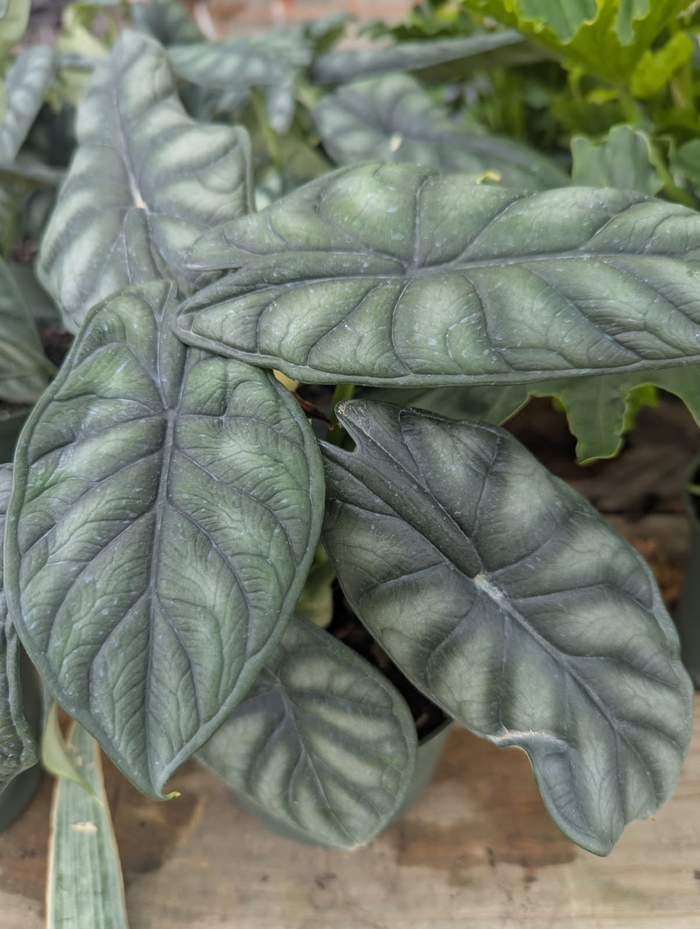 'Dragon Scale' - Alocasia baginda from Miller Landscaping Supply