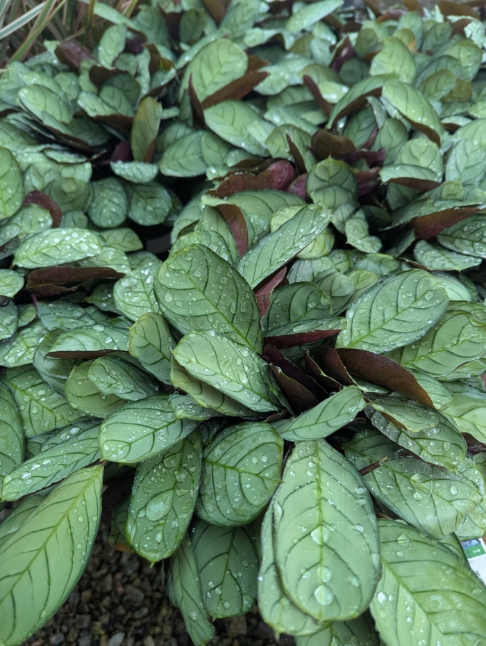 Sweet Dreams™ 'Burle-marxii' (Amagris) - Ctenanthe burle-marxii from Miller Landscaping Supply